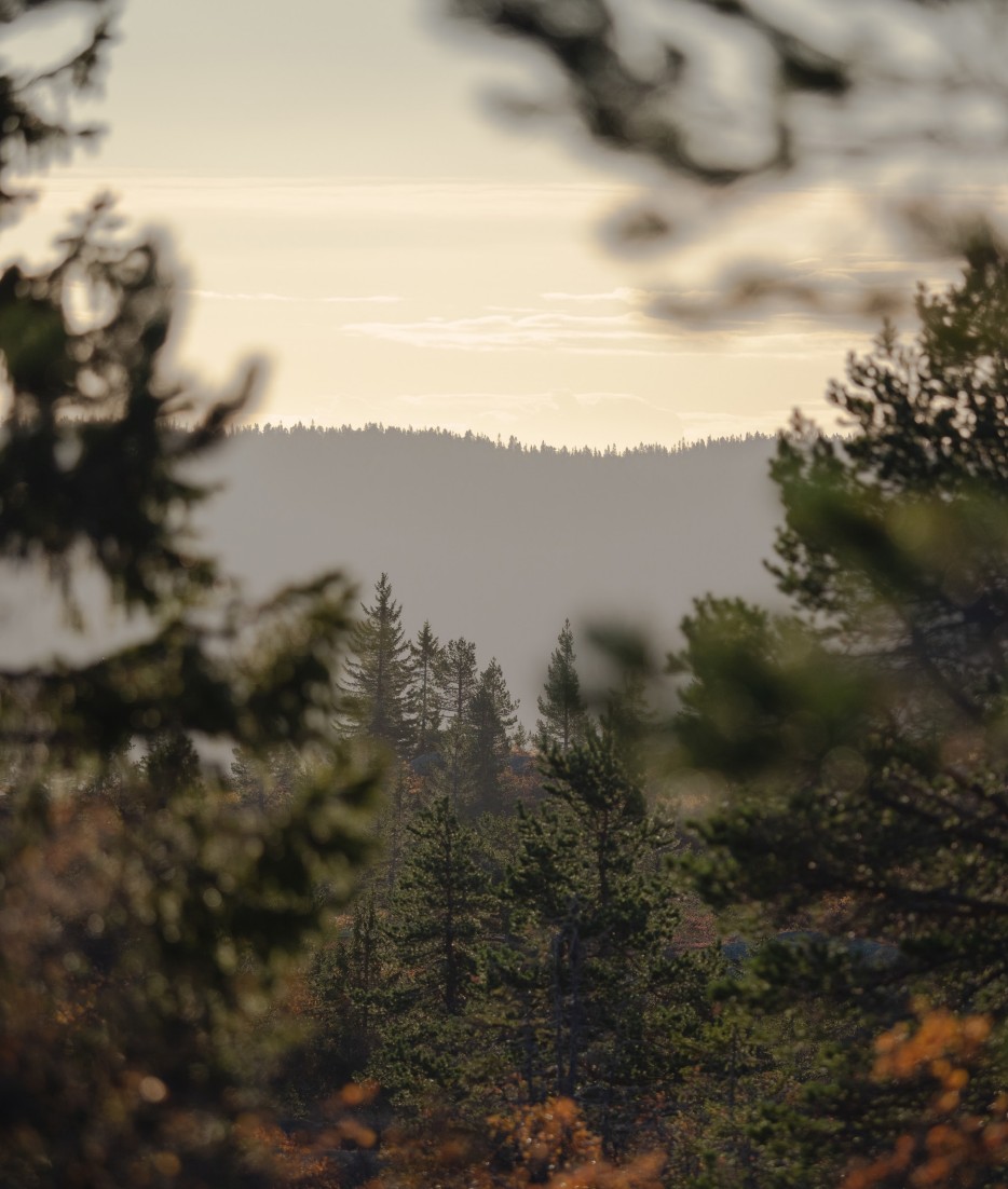 En bild på en skogsglänta